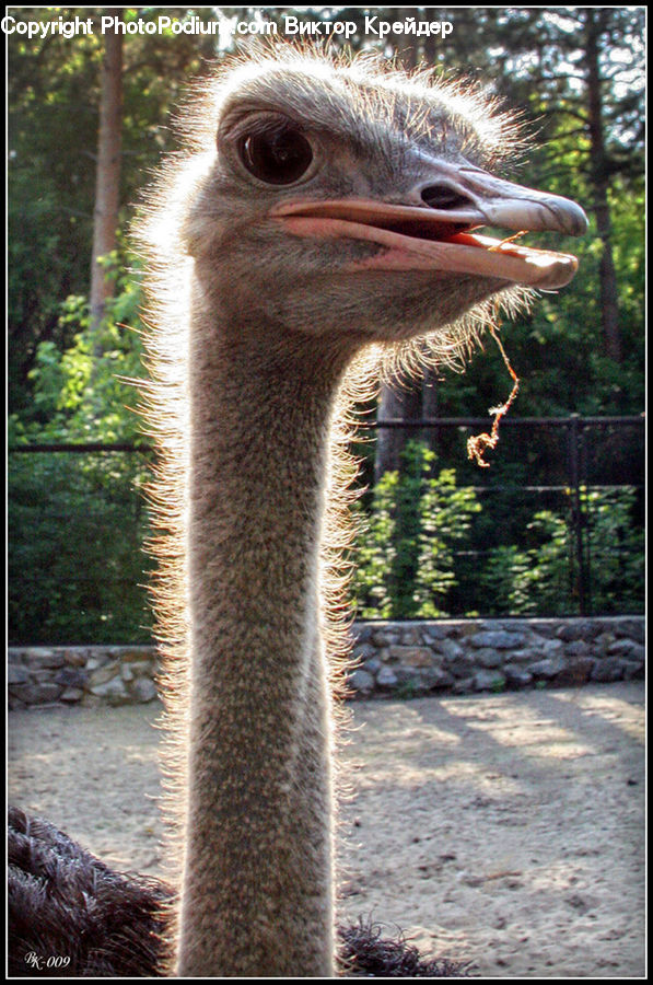 Bird, Ostrich, Beak, Crane Bird, Heron