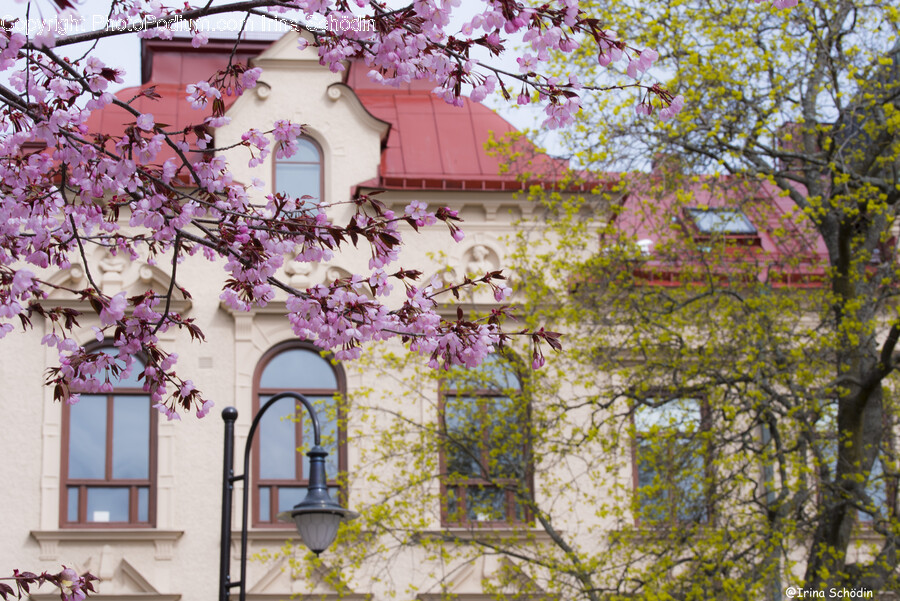 Flower, Plant, Architecture, Building, Cherry Blossom