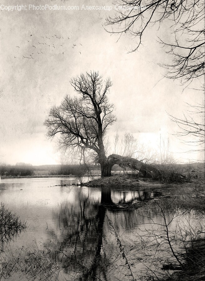 Plant, Tree, Land, Nature, Outdoors