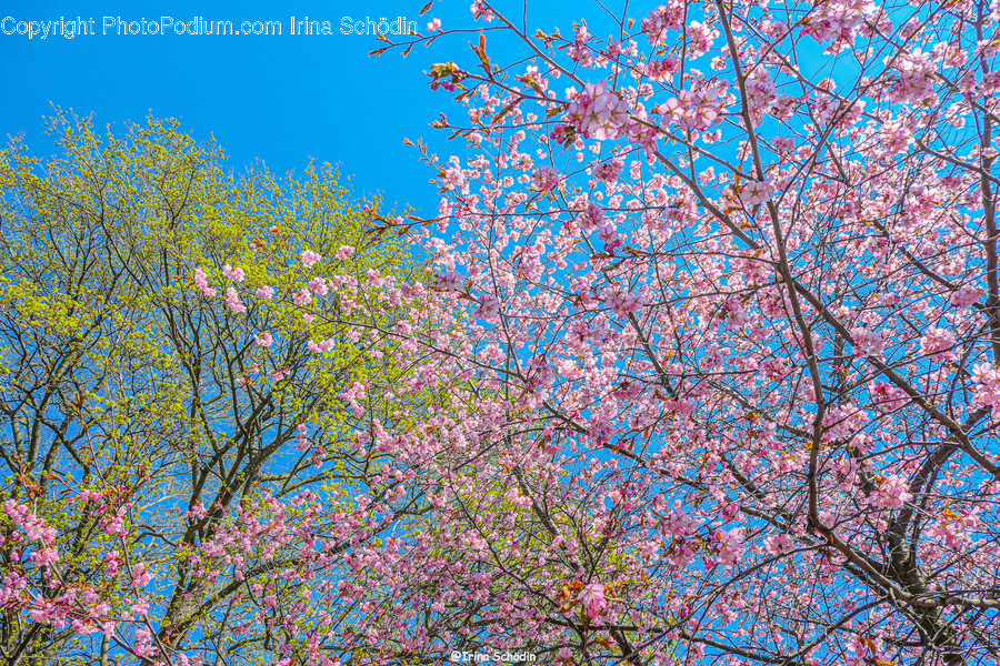 Flower, Plant, Cherry Blossom, Outdoors, Nature