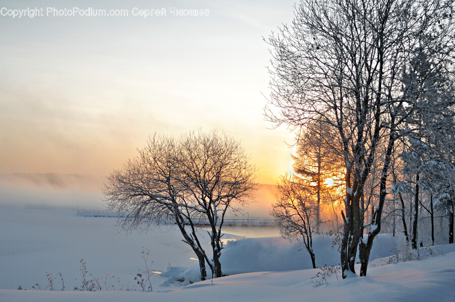 Nature, Outdoors, Weather, Plant, Tree
