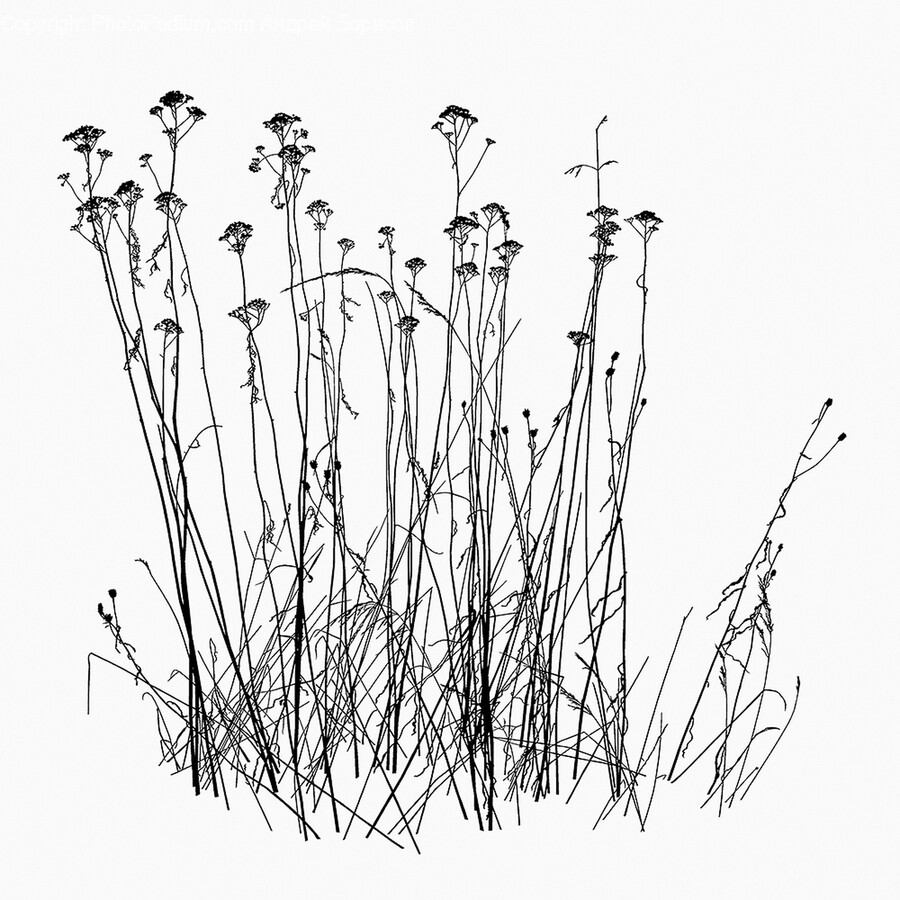 Art, Drawing, Plant, Grass, Doodle