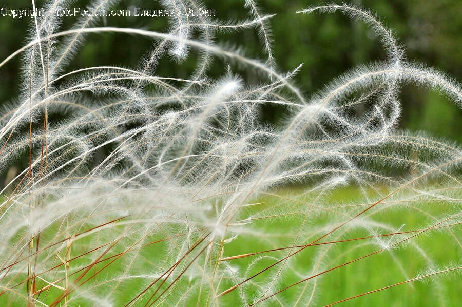 Grass, Plant, Vegetation, Flower, Outdoors