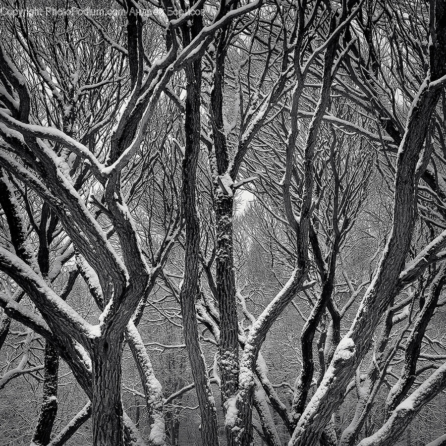 Plant, Tree, Grove, Land, Nature
