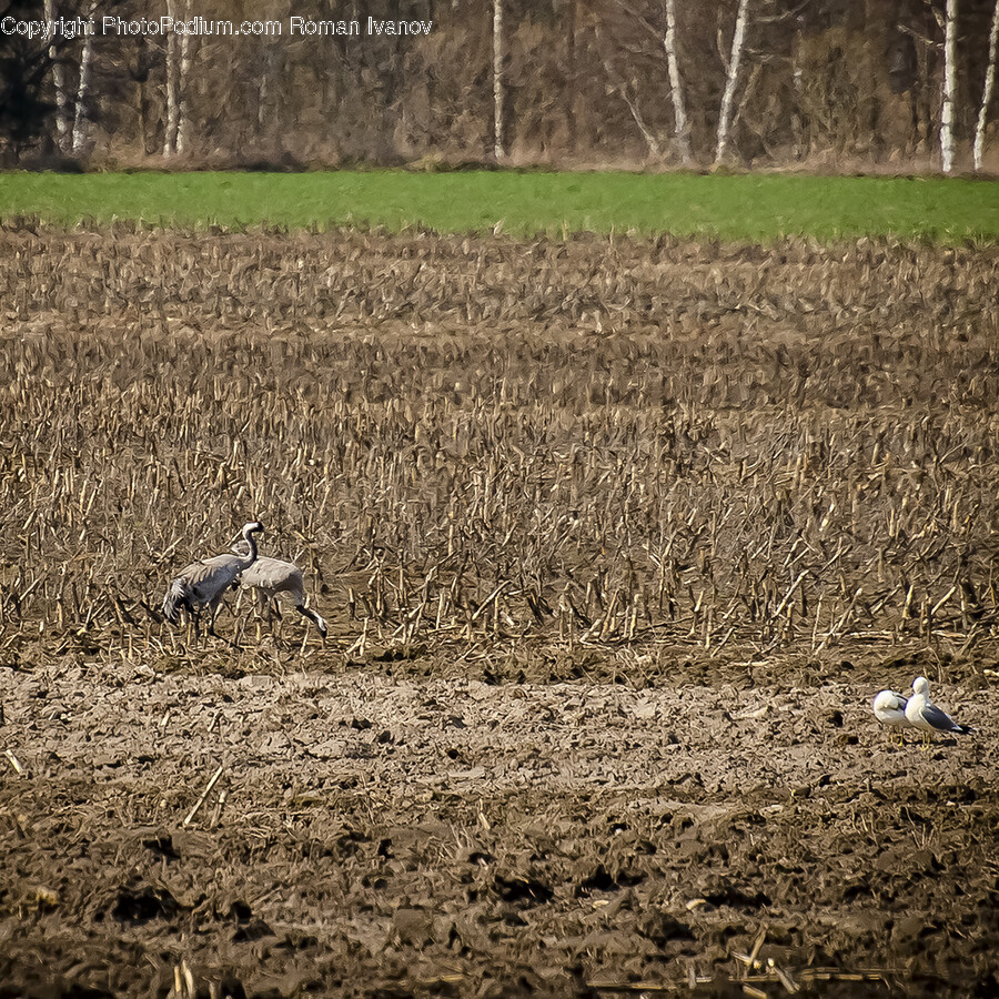 Soil, Land, Nature, Outdoors, Animal