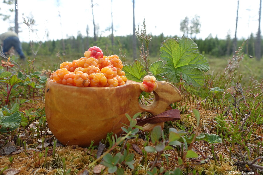 Herbal, Herbs, Plant, Leaf, Food