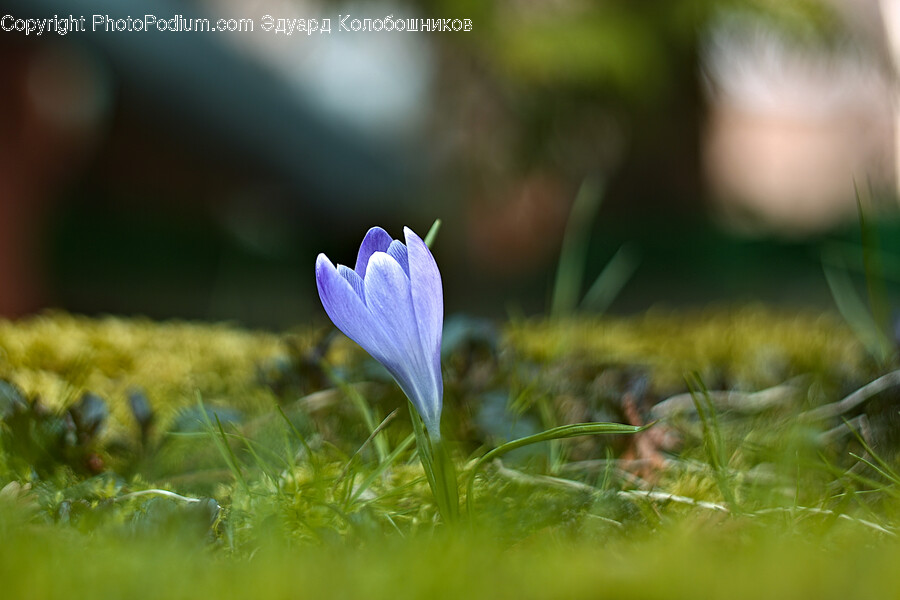 Flower, Plant, Petal, Crocus, Anemone