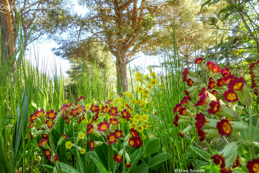Plant, Vegetation, Field, Grassland, Nature