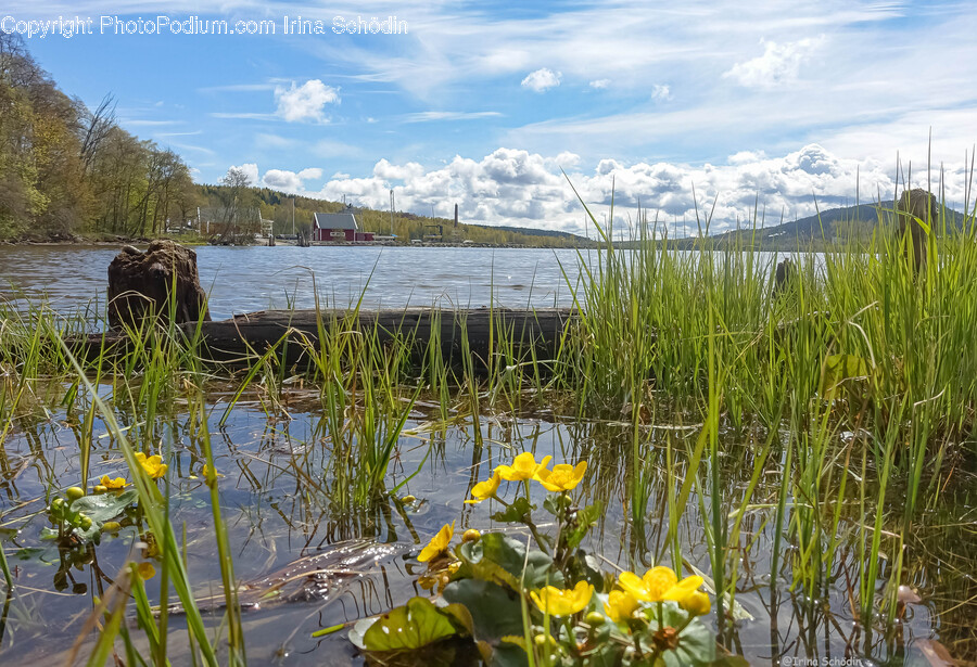 Land, Nature, Outdoors, Pond, Water