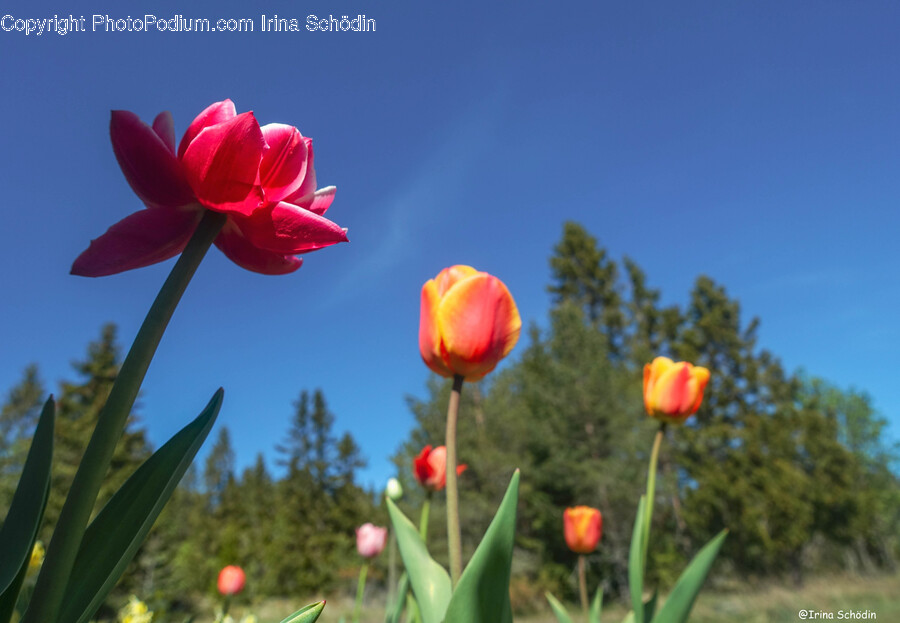 Flower, Plant, Petal, Tulip, Rose