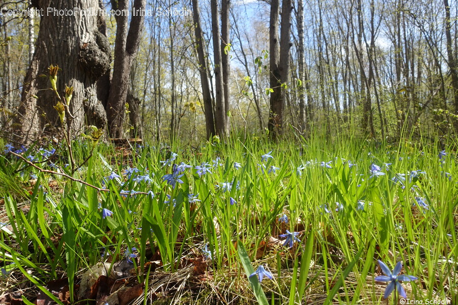 Grove, Land, Nature, Outdoors, Plant