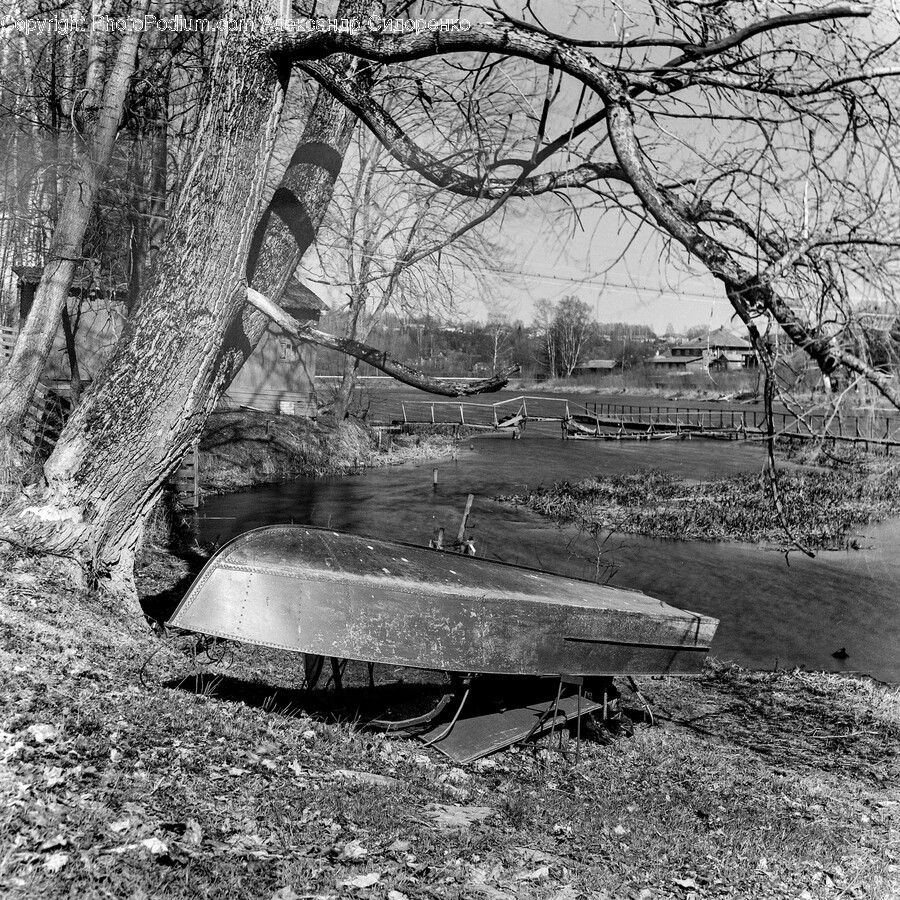 Transportation, Vehicle, Watercraft, Plant, Tree