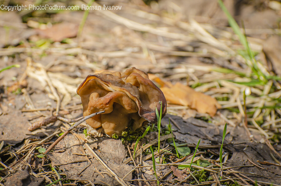 Fungus, Plant, Agaric, Mushroom, Amanita