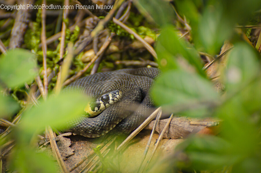 Animal, Reptile, Snake, King Snake, Rock Python