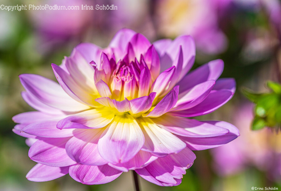 Dahlia, Flower, Plant, Geranium, Petal