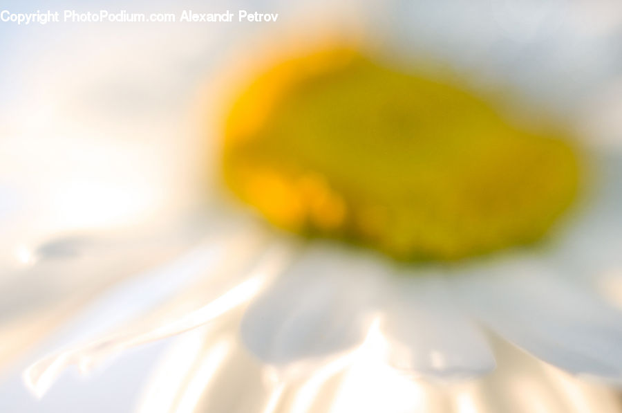 Daisies, Daisy, Flower, Plant, Blossom, Daffodil, Flora
