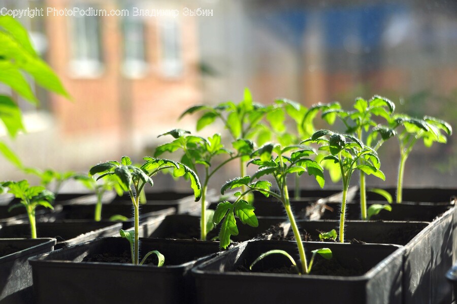 Herbs, Plant, Potted Plant, Soil, Leaf