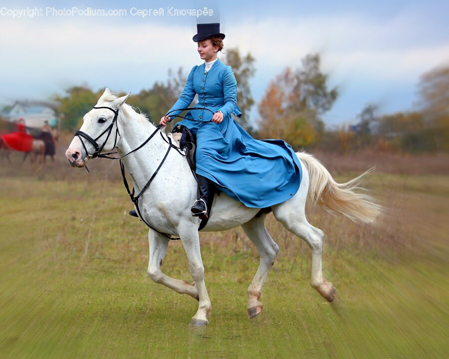 Animal, Horse, Horseback Riding, Leisure Activities, Mammal