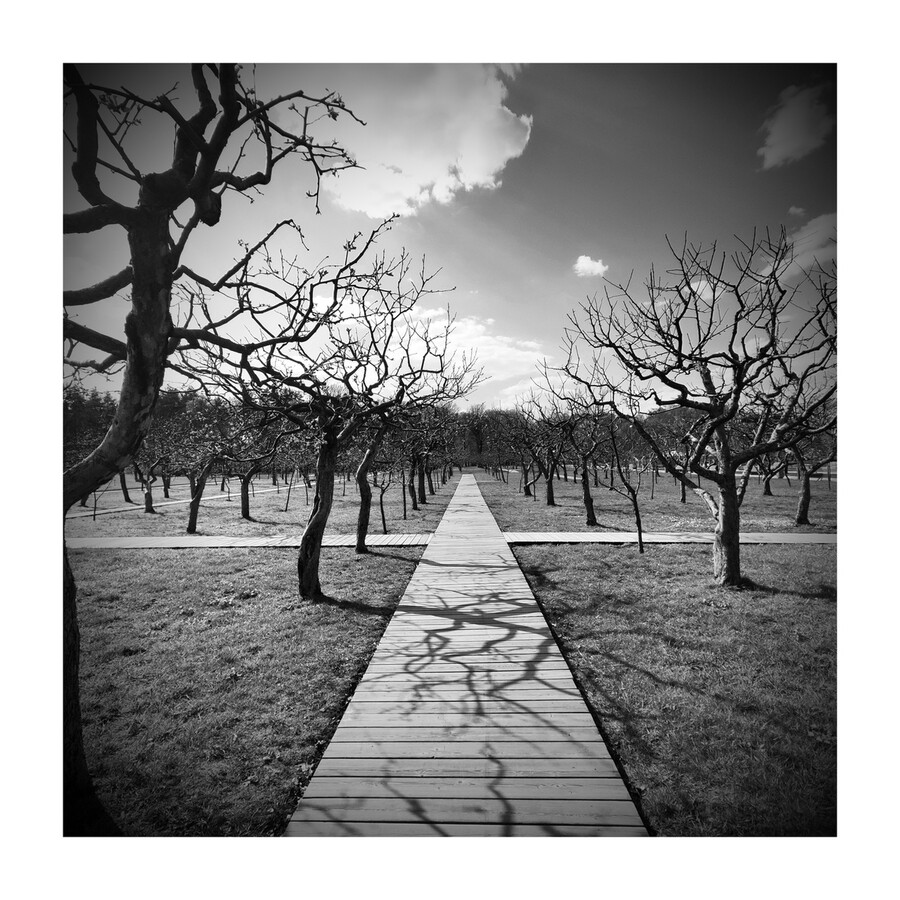 Path, Sidewalk, Walkway, Boardwalk, Bridge