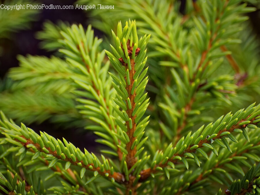 Plant, Tree, Conifer, Fir, Spruce