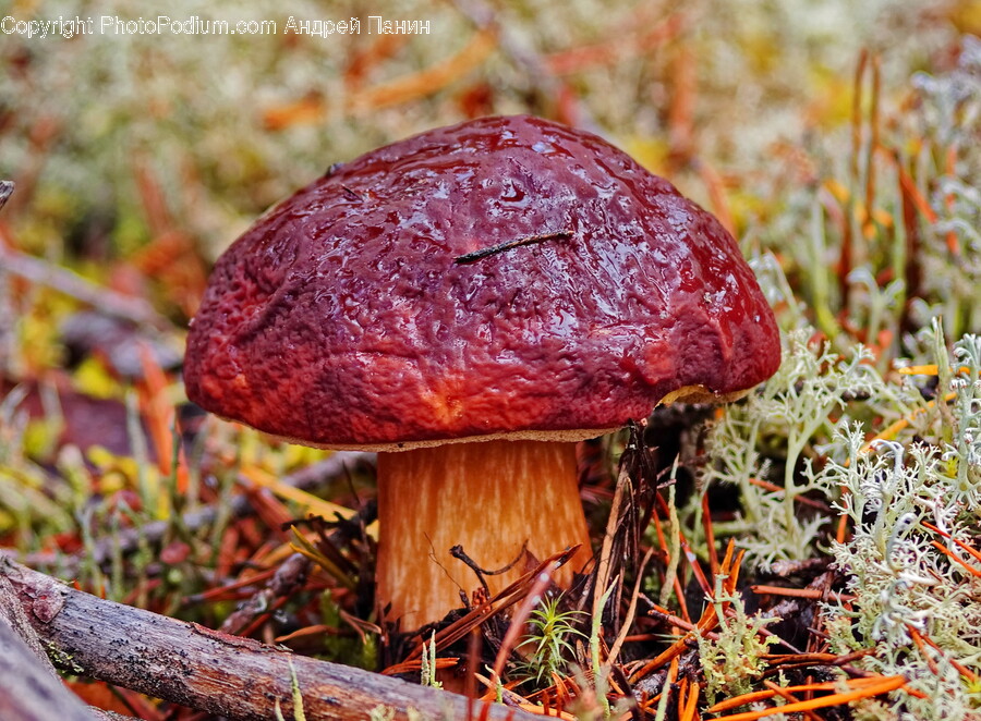 Fungus, Plant, Agaric, Amanita, Mushroom