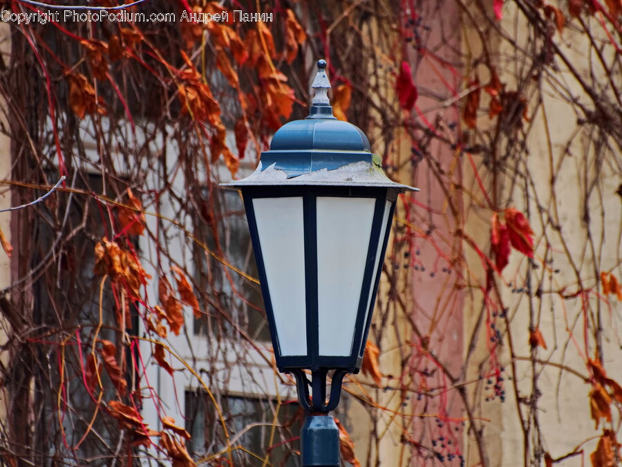 Lamp, Lampshade, Leaf, Plant, Autumn