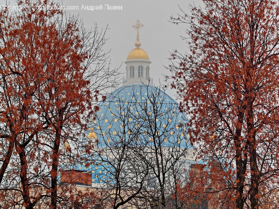 Architecture, Building, Dome, Plant, Tree
