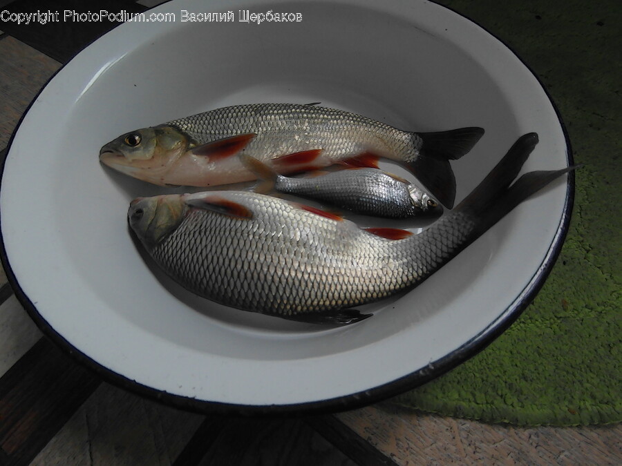 Animal, Fish, Sea Life, Plate, Food