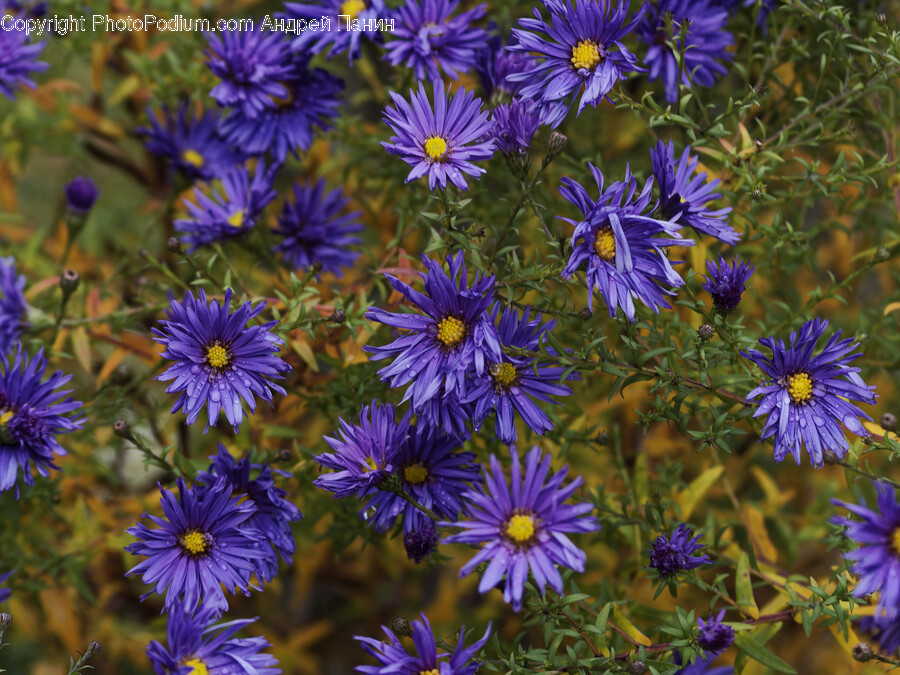 Daisy, Flower, Plant, Geranium, Flax