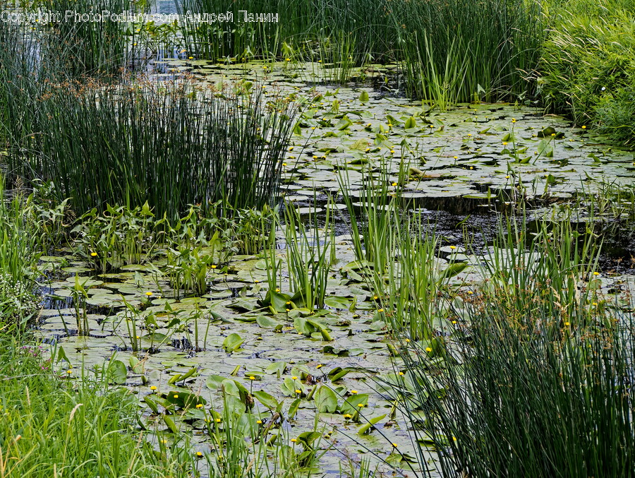 Land, Nature, Outdoors, Pond, Water
