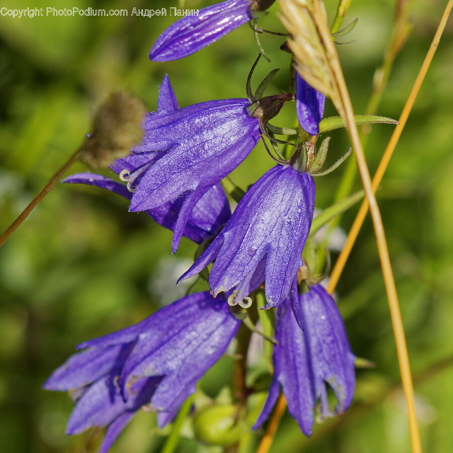 Flower, Plant, Geranium, Iris, Petal