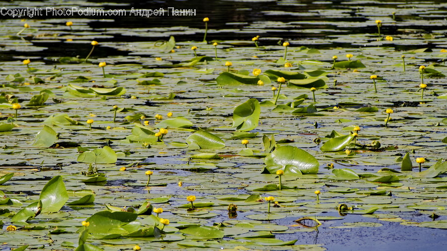 Nature, Outdoors, Pond, Water, Land