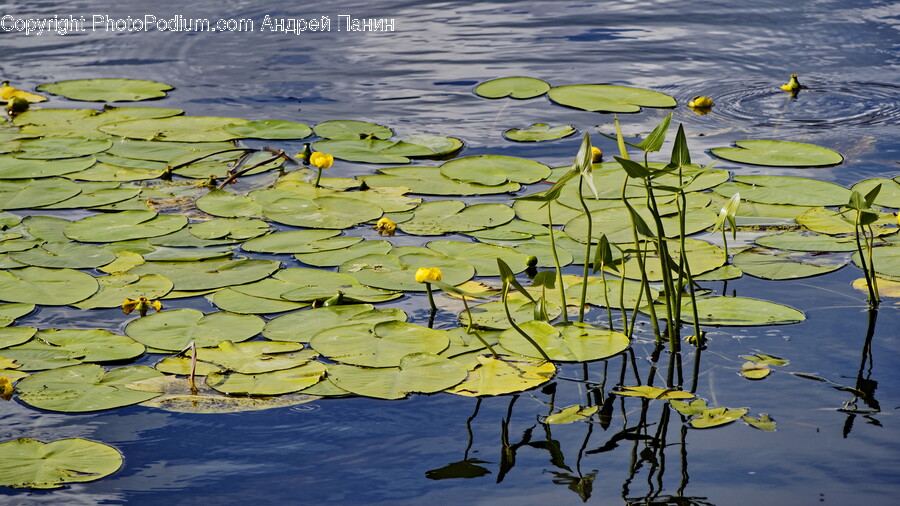 Flower, Plant, Nature, Outdoors, Pond