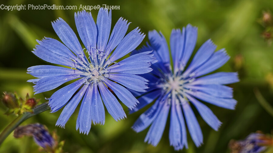 Daisy, Flower, Plant, Pollen, Geranium