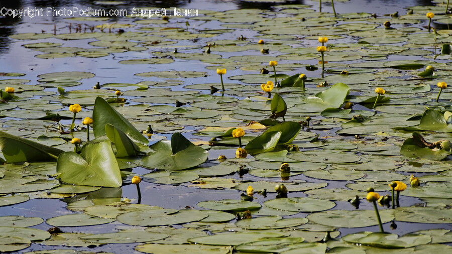 Flower, Plant, Nature, Outdoors, Pond