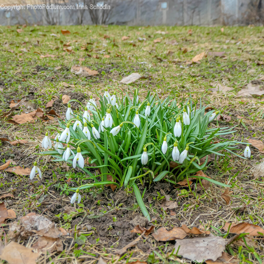 Amaryllidaceae, Flower, Plant, Grass, Soil
