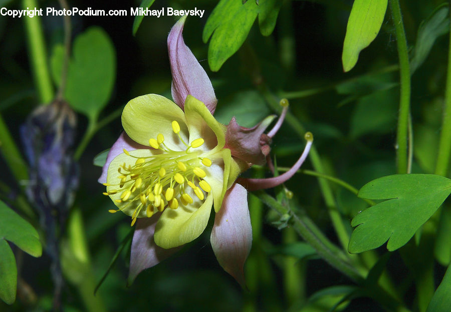 Aquilegia, Blossom, Flora, Flower, Plant, Orchid, Dahlia