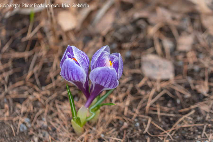 Flower, Plant, Iris, Petal, Crocus