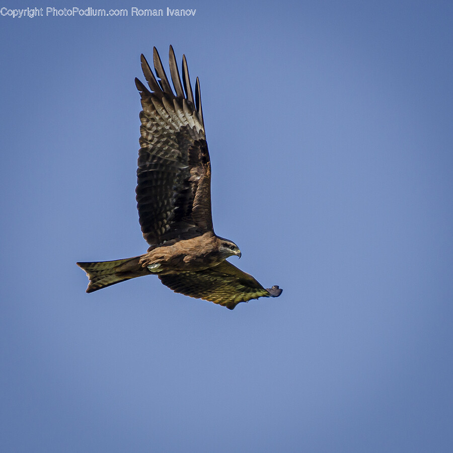 Animal, Bird, Buzzard, Hawk, Vulture