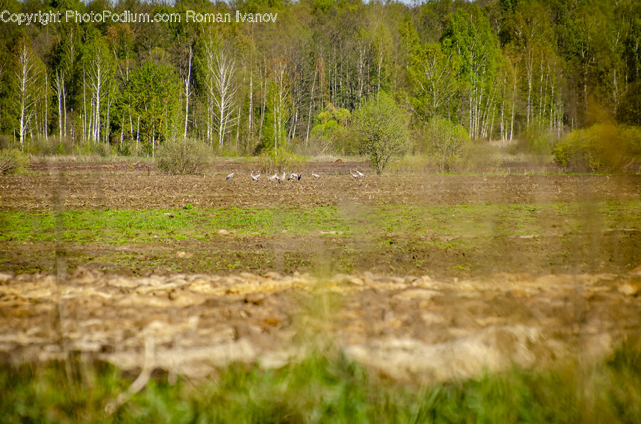 Land, Nature, Outdoors, Field, Grassland