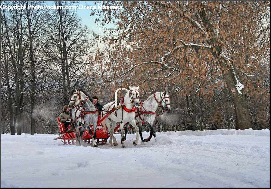 Animal, Horse, Mammal, Sled, Carriage, Horse Cart, Vehicle