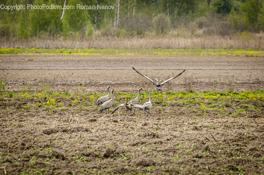 Land, Nature, Outdoors, Animal, Bird