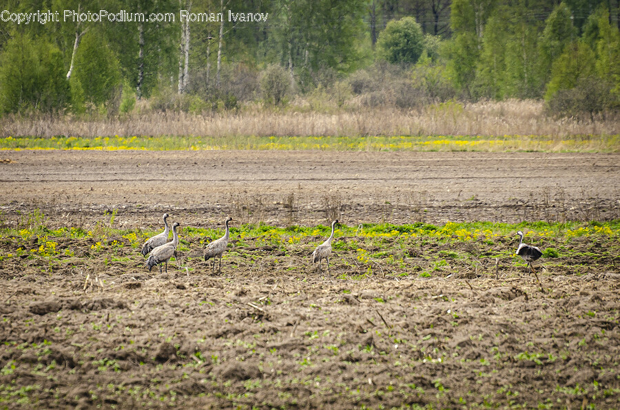 Land, Nature, Outdoors, Animal, Bird