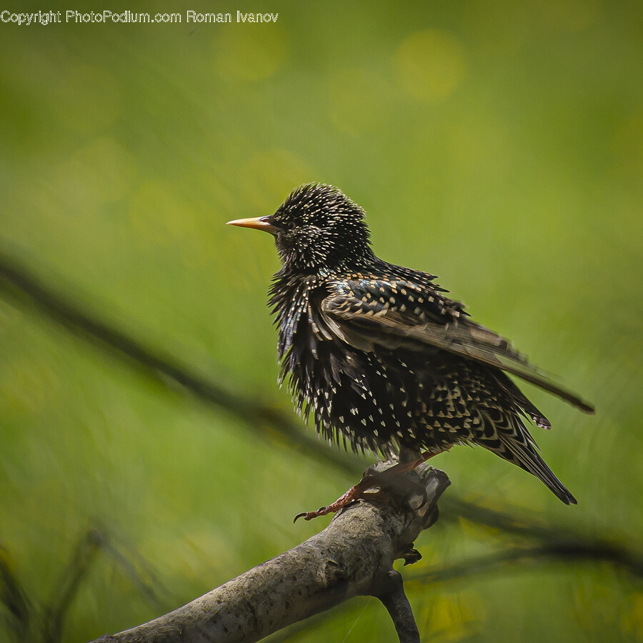 Animal, Beak, Bird, Blackbird, Finch