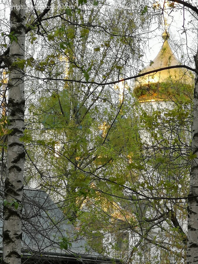 Plant, Tree, Tree Trunk, Architecture, Building