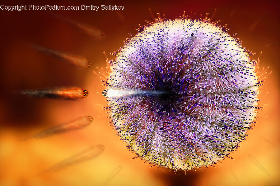 Plant, Pollen, Flower, Fireworks, Animal