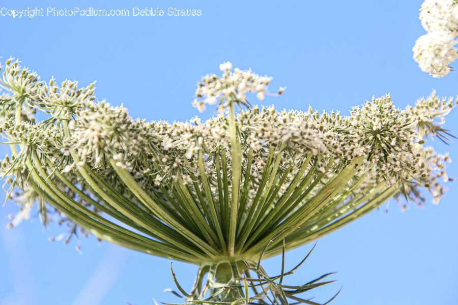 Flower, Plant, Apiaceae