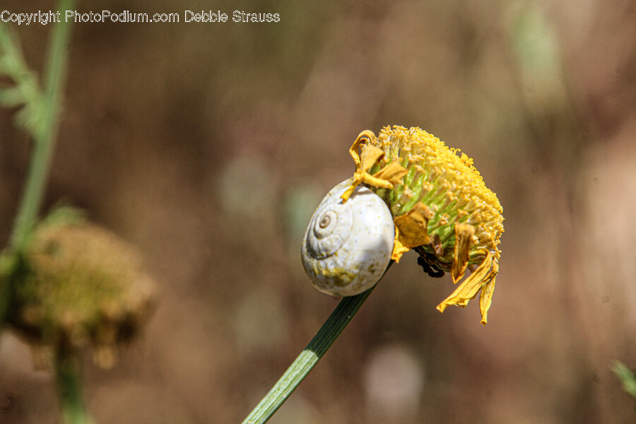 Plant, Pollen, Animal, Insect, Invertebrate