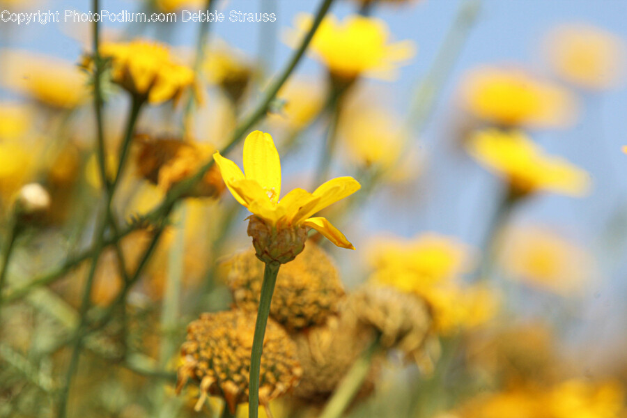 Plant, Pollen, Daisy, Flower, Petal