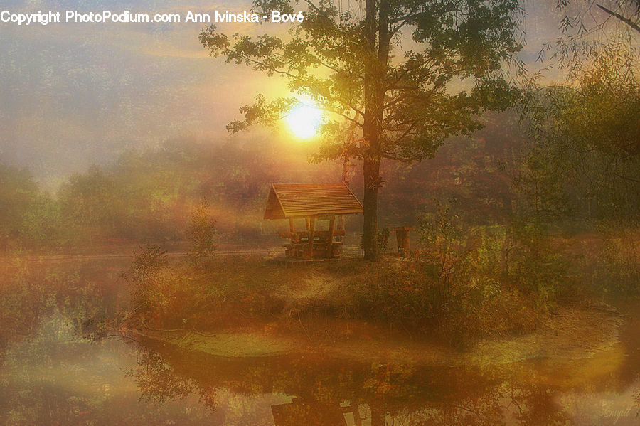 Plant, Potted Plant, Dawn, Dusk, Sky, Sunrise, Sunset